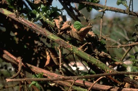 Elongate, brown, purple, and red lesions on a blackberry cane due to purple blotch, <i>Septocyta ruborum</i>.