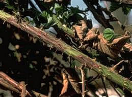 Elongate brown, purple, and red lesions of purple blotch on a blackberry cane.