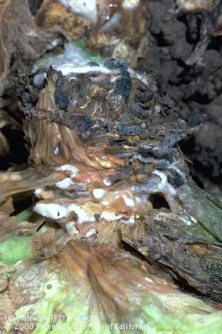 Crown damaged by Sclerotinia drop.