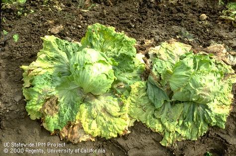 Foliage damaged by Sclerotinia drop.