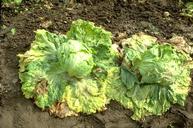 Lettuce drop causes the older leaves to wilt.