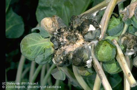 Foliage damaged by Sclerotinia rot, white mold.