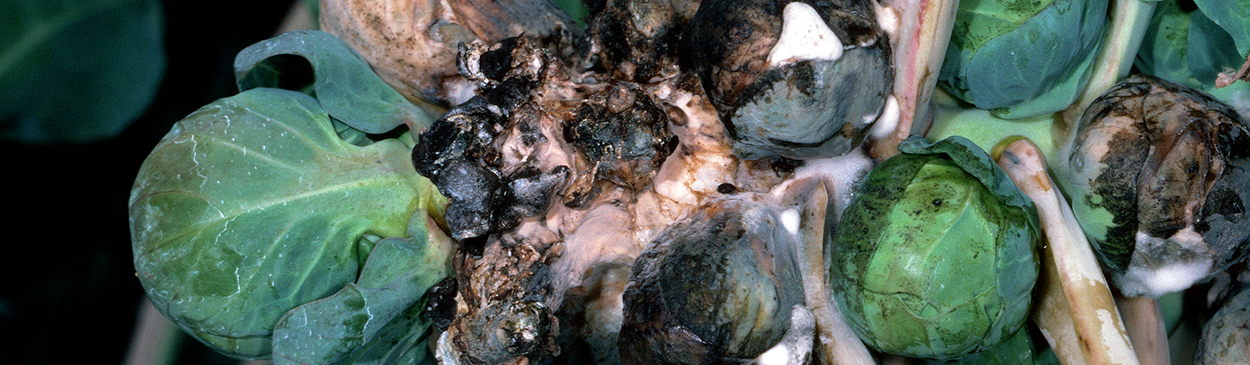 Brussels sprout plants infected with Sclerotinia are covered with hard black sclerotia.