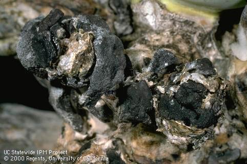 Black sclerotia and white mycelium of Sclerotinia rot (white mold).