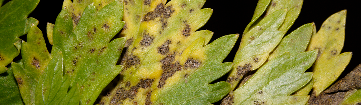 Celery late blight, caused by Septoria apiicola.