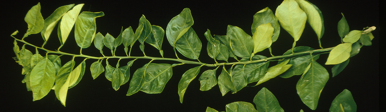 Curled, abnormally small Valencia orange leaves due to stubborn disease, Spiroplasma citri infection.