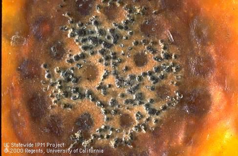 Black pycnidia in brown lesion on fruit surface.