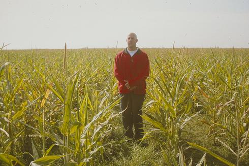 Corn severely stunted by <I>Spiroplasma kunkelii,</I> the corn stunt pathogen. 