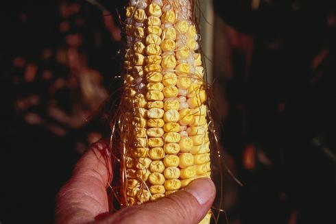 The corn stunt pathogen, <I>Spiroplasma kunkelii,</I> interferes with the filling of corn kernels, causing 'loose tooth ears'. 