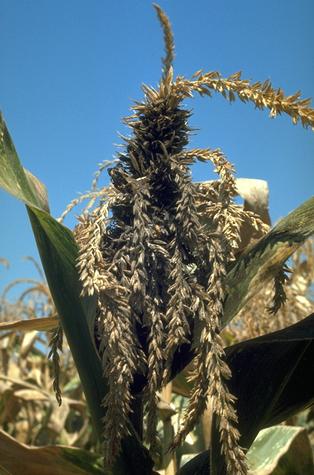 Abnormal growth on tassels resulting from head smut.