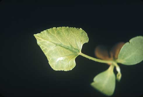 A Persian melon seedling infected with <i>Squash mosaic virus</i> showing a yellowing first true leaf.