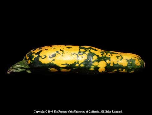 Mosaic pattern and deformed zucchini fruit caused by <i>Squash mosaic virus.</i>.