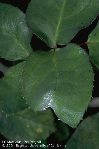 Foliage damaged by powdery mildew.