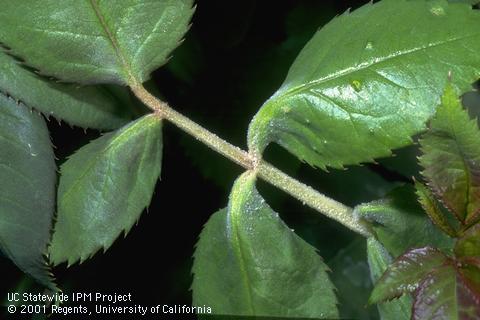 Powdery mildew damage to stem.