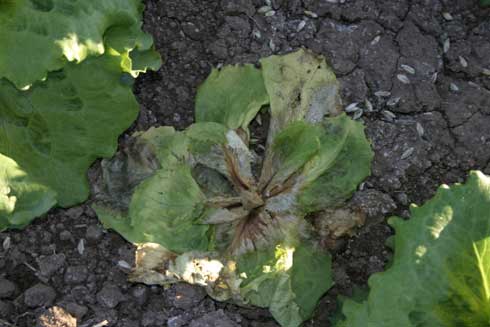 Lettuce drop caused by  <i>Sclerotinia</i> spp. leads to plant death.