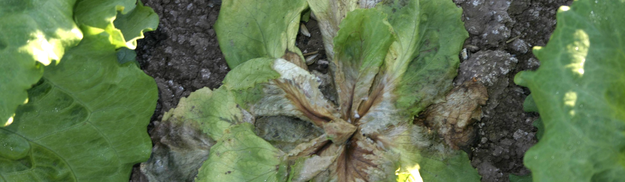 Lettuce drop caused by Sclerotinia spp. leads to plant death.