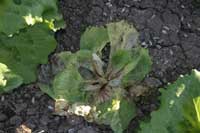 Powdery mildew