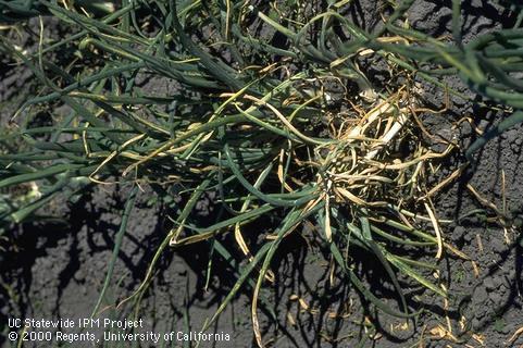 Field shot of white rot.