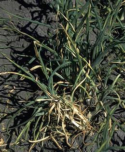 Yellowing and wilting of infected onions