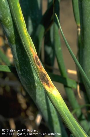 Purple blotch lesions on onion leaf.