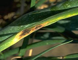 Purple blotch lesion on onion leaf blade