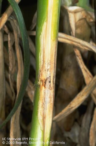 Purple blotch lesions on onion leaf.