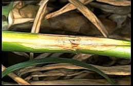 Stemphylium leaf blight lesion