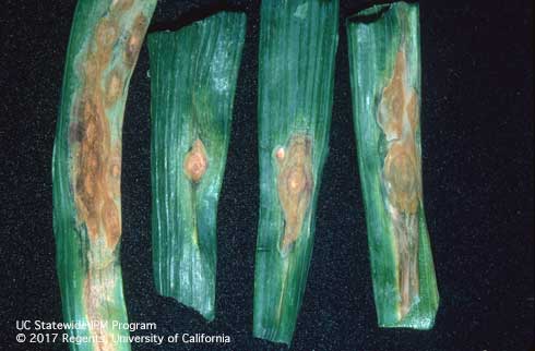 Oval-shaped tan lesions with concentric zones on onion leaf blades, caused by purple botch or Stemphylium leaf blight, <i>Stemphylium vesicarium.</i> Spores of downy mildew, <i>Peronospora destructor,</i> are also present.