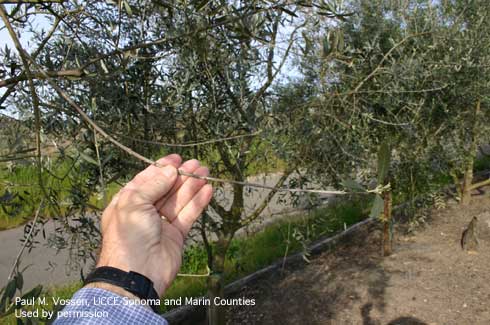 Leaf drop from olive tree due to Peacock spot caused by <i>Spilocaea oleaginea.</i>.