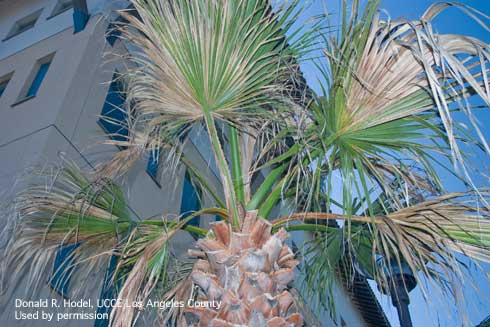 California fan palm, <i>Washingtonia filifera</i>, with petiole blight, caused by <i>Serenomyces</i> spp., has a reduced canopy of leaves.