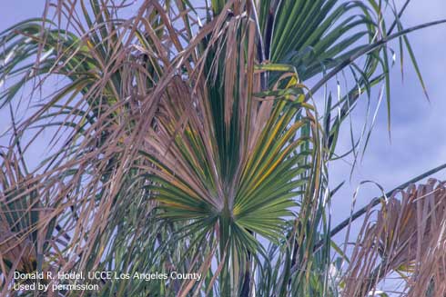 Mexican fan palm, <i>Washingtonia robusta</i>, with petiole blight, caused by <i>Serenomyces</i> spp. The segments in the leaf blade will yellow and die in a wedge-shape pattern.