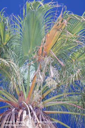 In the California fan palm with petiole blight, the petiole typically has a reddish brown streak running its length.