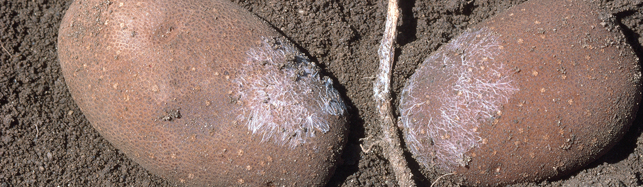 Sclerotium rolfsii forms thin white radiating mycelium on tubers and stems.