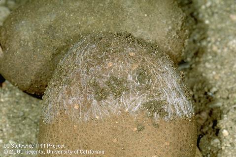 Mycelial growth of stem rot fungus.