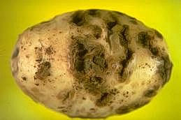 Depressions beneath tuber surface