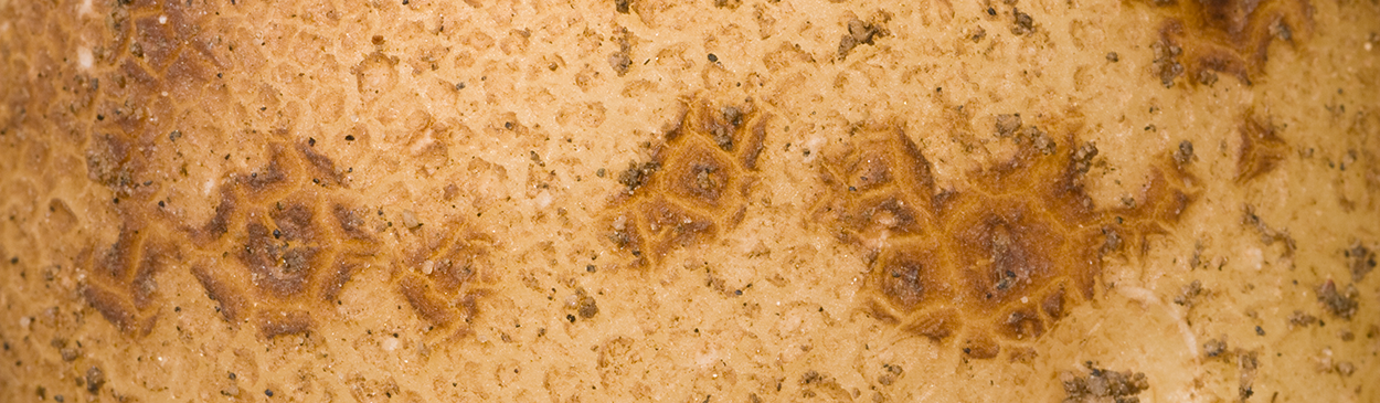 Common scab lesions on a potato tuber.