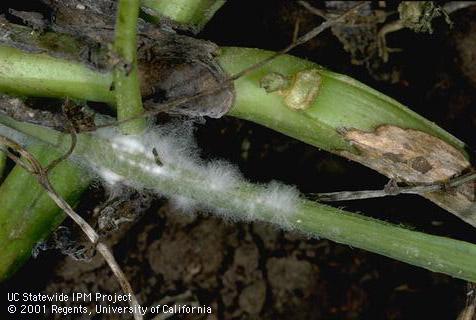 Brown, water-soaked lesion and white mycelium of cottony rot, or white mold, <i>Sclerotinia sclerotiorum</i>.