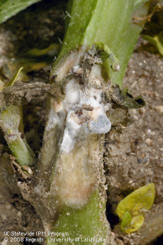 White mold, caused by <I>Sclerotinia sclerotiorum,</I> is characterized by watersoaked stem lesions and the presence of white mycelium. A black sclerotium can be seen forming in the white mycelium in this photo.