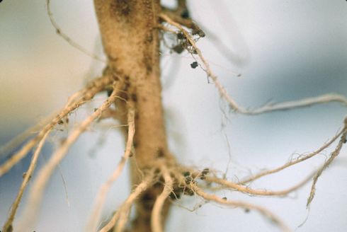 The powdery scab pathogen causes the formation of small galls on roots.