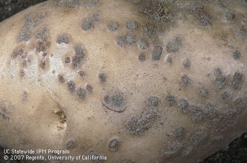 Tuber damaged by powdery scab.