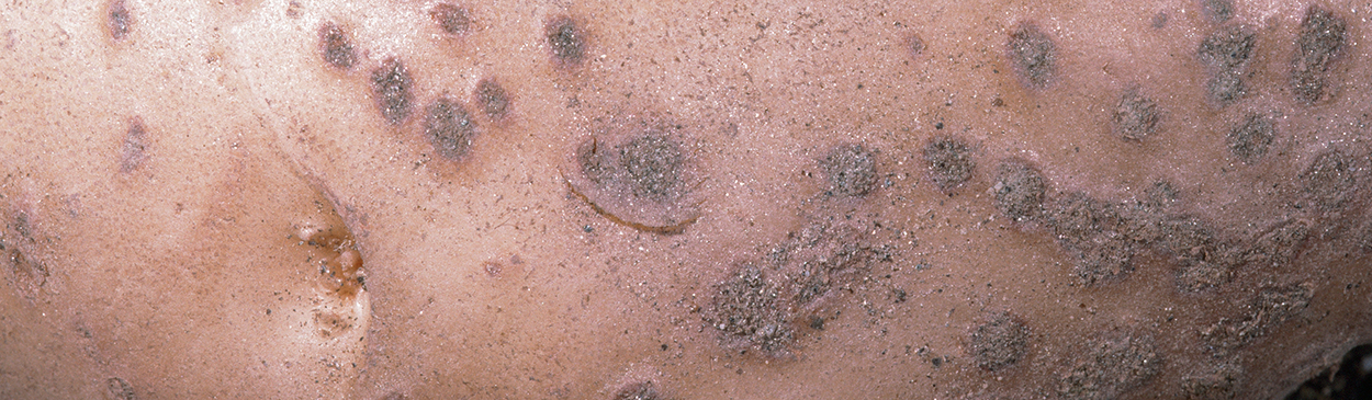 Powdery scab causes the formation of superficial pustules that release spores into the soil.