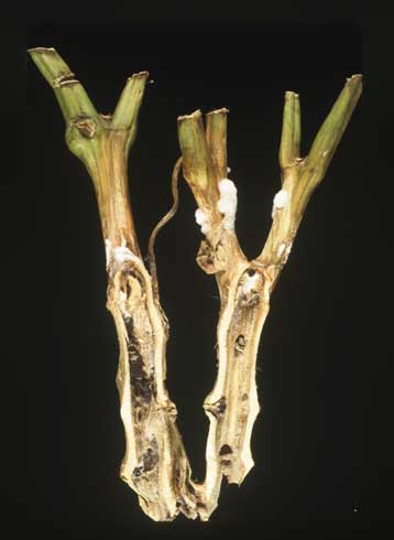 Fluffy white fungal growth and tiny black sclerotia on a pepper stem, both signs of white mold caused by <i>Sclerotinia sclerotiorum.</i>.