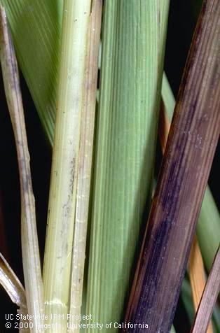 Foliage damaged by stem rot.