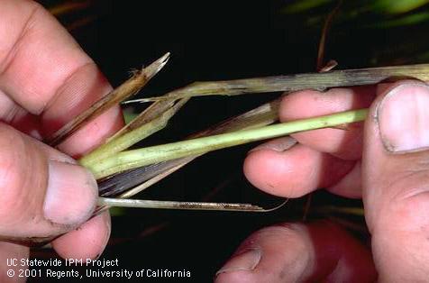 Foliage damaged by stem rot.