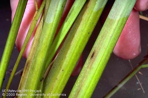 Foliage damaged by stem rot.