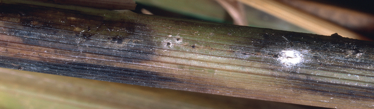 White mycelium patches on leaf sheaths infected with stem rot.