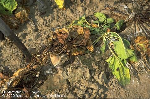 Foliage symptoms of Sclerotium root rot.