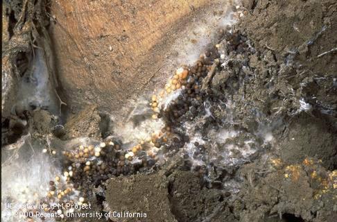 Fungus tissue of Sclerotium root rot.