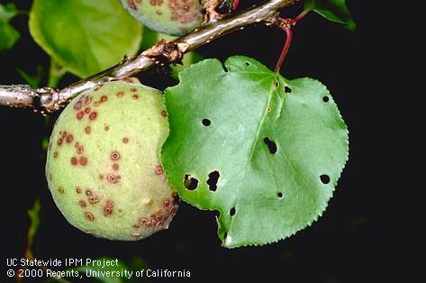 Foliage and fruit damaged by shothole.