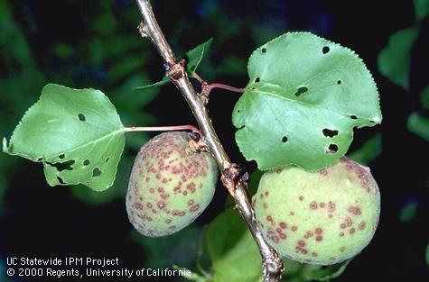 Purplish, scabby spots on apricot fruit and holes in leaves caused by shot hole, <i>Wilsonomyces carpophilus,</i> fungus.